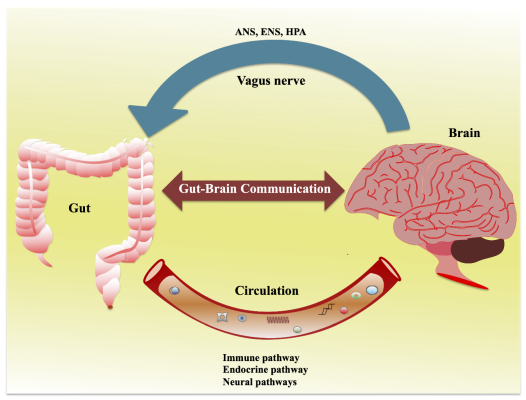 Gut Brain Axis and Role of Probiotics prebiotics in neurological health Gut Brain Axis and Role of Probiotics prebiotics in neurological health