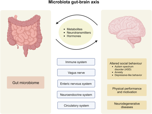 Microbiota gut brain axis applications in treating neurodegenerative diseases Microbiota gut brain axis applications in treating neurodegenerative diseases