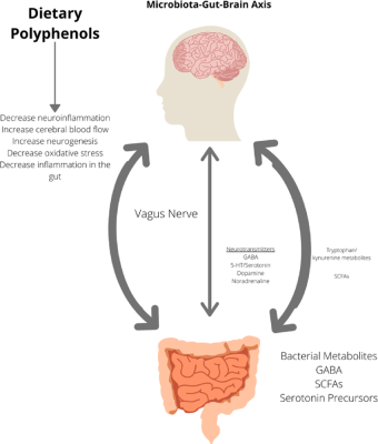 Illustration of the gut brain axis in the human superorganism 